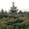 picea (22)